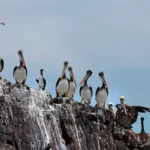 Callao Experience_ Real Felipe, La Punta2